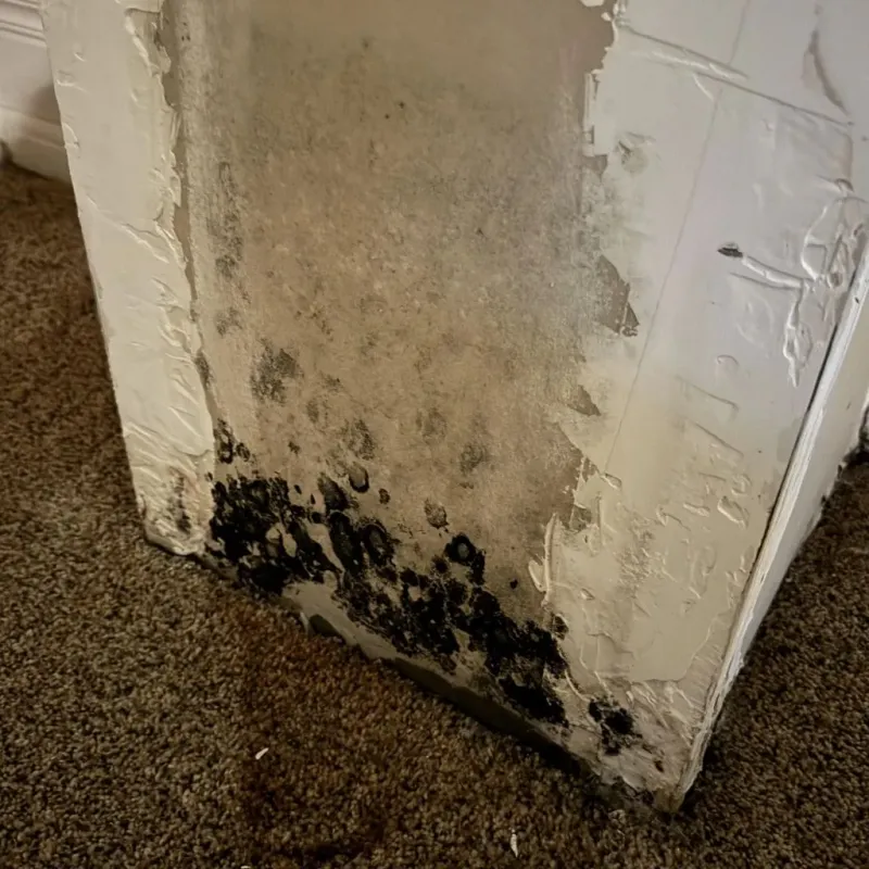 Professional Mold Removal in Howard, WI